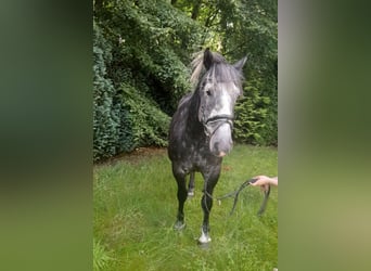 Más caballos de sangre fría, Caballo castrado, 4 años, 162 cm, Tordillo negro