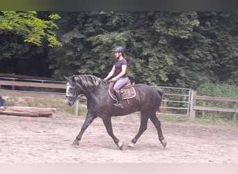 Más caballos de sangre fría, Caballo castrado, 4 años, 162 cm, Tordillo negro