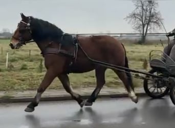 Más caballos de sangre fría, Caballo castrado, 4 años, 163 cm, Castaño