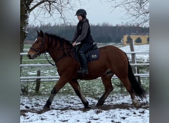 Más caballos de sangre fría, Caballo castrado, 4 años, 163 cm, Castaño