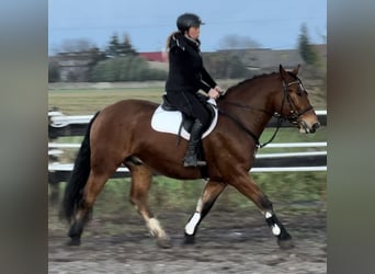 Más caballos de sangre fría, Caballo castrado, 4 años, 163 cm, Castaño