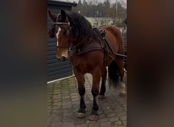 Más caballos de sangre fría, Caballo castrado, 4 años, 163 cm, Castaño