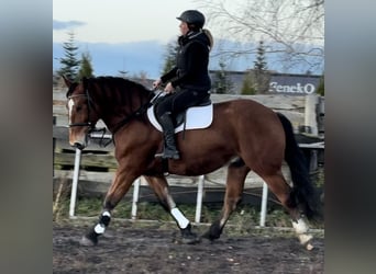 Más caballos de sangre fría, Caballo castrado, 4 años, 163 cm, Castaño