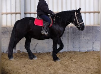 Más caballos de sangre fría, Caballo castrado, 4 años, 164 cm, Negro
