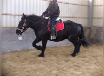Más caballos de sangre fría, Caballo castrado, 4 años, 164 cm, Negro