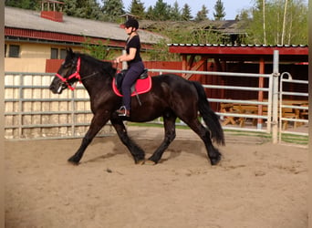 Más caballos de sangre fría, Caballo castrado, 4 años, 165 cm, Negro