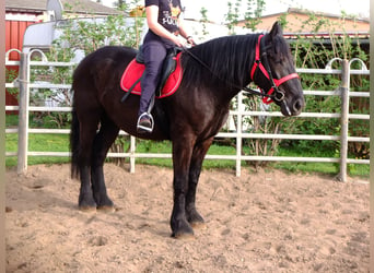 Más caballos de sangre fría, Caballo castrado, 4 años, 165 cm, Negro