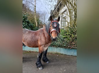 Más caballos de sangre fría, Caballo castrado, 4 años, 173 cm, Castaño