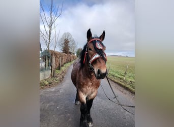 Más caballos de sangre fría, Caballo castrado, 4 años, 173 cm, Castaño