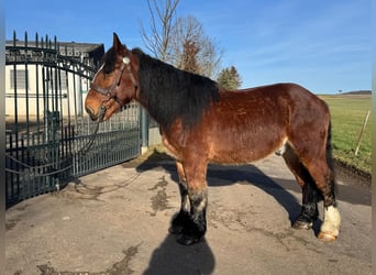 Más caballos de sangre fría, Caballo castrado, 5 años, 150 cm, Alazán-tostado