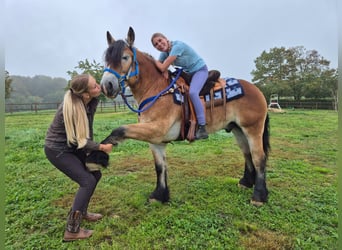 Más caballos de sangre fría, Caballo castrado, 5 años, 153 cm, Castaño