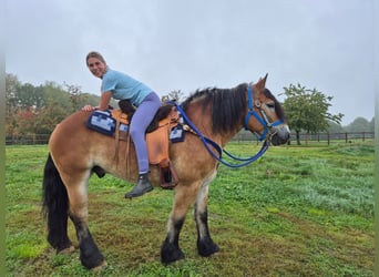 Más caballos de sangre fría, Caballo castrado, 5 años, 153 cm, Castaño