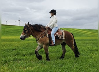 Más caballos de sangre fría, Caballo castrado, 5 años, 153 cm, Castaño