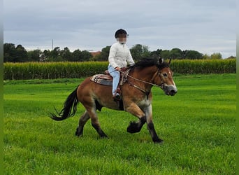 Más caballos de sangre fría, Caballo castrado, 5 años, 153 cm, Castaño