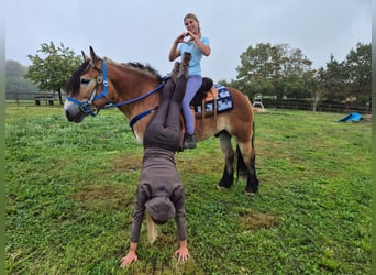 Más caballos de sangre fría, Caballo castrado, 5 años, 153 cm, Castaño