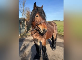 Más caballos de sangre fría, Caballo castrado, 5 años, 153 cm, Castaño