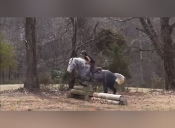 Más caballos de sangre fría, Caballo castrado, 5 años, 153 cm, Tordo rodado