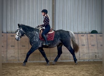 Más caballos de sangre fría, Caballo castrado, 5 años, 155 cm, Porcelana
