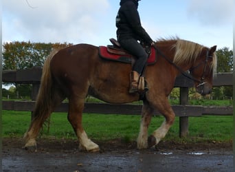 Más caballos de sangre fría, Caballo castrado, 5 años, 158 cm, Alazán