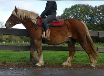 Más caballos de sangre fría, Caballo castrado, 5 años, 158 cm, Alazán