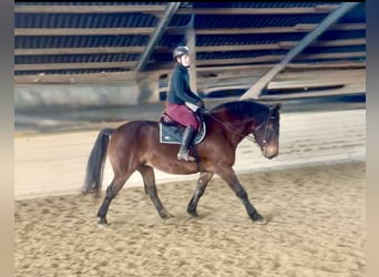 Más caballos de sangre fría, Caballo castrado, 5 años, 160 cm, Negro