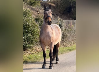 Más caballos de sangre fría, Caballo castrado, 5 años, 160 cm, Tordo ruano