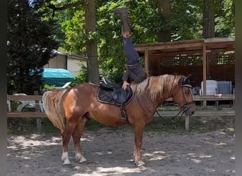 Más caballos de sangre fría, Caballo castrado, 5 años, 161 cm, Alazán-tostado