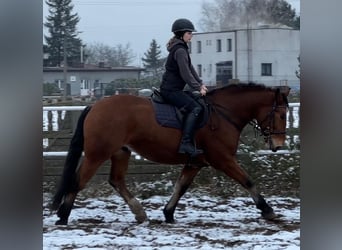 Más caballos de sangre fría, Caballo castrado, 5 años, 163 cm, Castaño