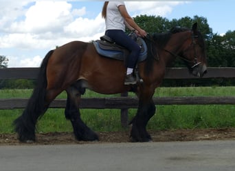 Más caballos de sangre fría, Caballo castrado, 5 años, 163 cm, Castaño