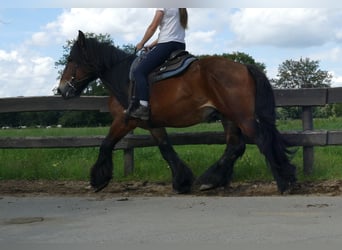 Más caballos de sangre fría, Caballo castrado, 5 años, 163 cm, Castaño