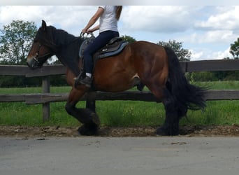 Más caballos de sangre fría, Caballo castrado, 5 años, 163 cm, Castaño