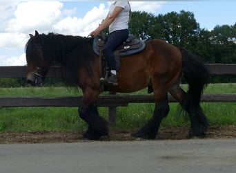 Más caballos de sangre fría, Caballo castrado, 5 años, 163 cm, Castaño