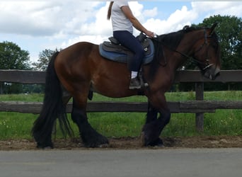 Más caballos de sangre fría, Caballo castrado, 5 años, 163 cm, Castaño
