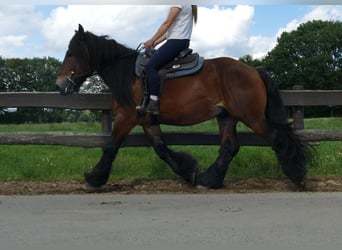 Más caballos de sangre fría, Caballo castrado, 5 años, 163 cm, Castaño