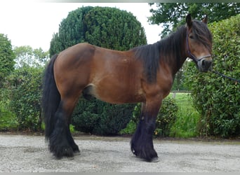 Más caballos de sangre fría, Caballo castrado, 5 años, 163 cm, Castaño