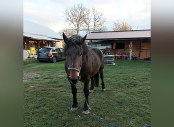 Más caballos de sangre fría, Caballo castrado, 5 años, Castaño oscuro