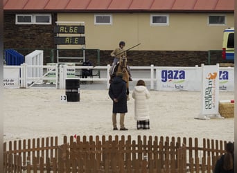 Más caballos de sangre fría, Caballo castrado, 5 años