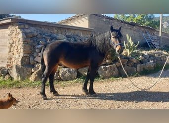 Más caballos de sangre fría, Caballo castrado, 6 años, 155 cm