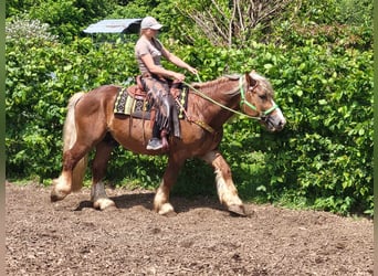 Más caballos de sangre fría, Caballo castrado, 6 años, 156 cm, Alazán