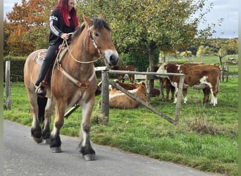 Más caballos de sangre fría, Caballo castrado, 6 años, 160 cm, Castaño