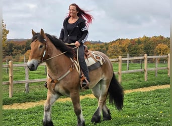 Más caballos de sangre fría, Caballo castrado, 6 años, 160 cm, Castaño