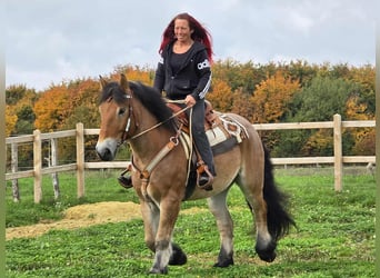 Más caballos de sangre fría, Caballo castrado, 6 años, 160 cm, Castaño