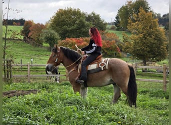 Más caballos de sangre fría, Caballo castrado, 6 años, 160 cm, Castaño