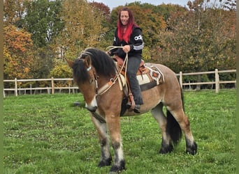 Más caballos de sangre fría, Caballo castrado, 6 años, 160 cm, Castaño