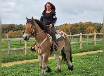 Más caballos de sangre fría, Caballo castrado, 6 años, 160 cm, Castaño