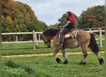 Más caballos de sangre fría, Caballo castrado, 6 años, 160 cm, Castaño