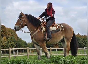 Más caballos de sangre fría, Caballo castrado, 6 años, 160 cm, Castaño