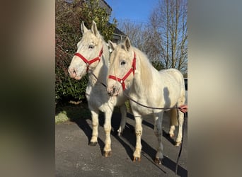 Más caballos de sangre fría, Caballo castrado, 6 años, 160 cm, Tordo