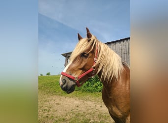 Más caballos de sangre fría, Caballo castrado, 6 años, 165 cm, Alazán