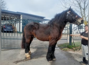 Más caballos de sangre fría, Caballo castrado, 6 años, 167 cm